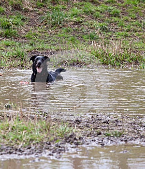 Happy dog in a mud hole