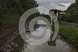 Happy dog in muddy puddle