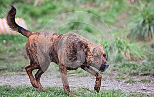 Happy dog near a mud hole