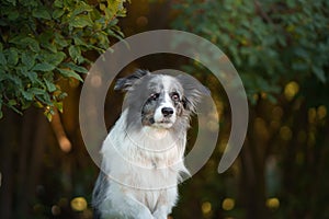 Happy dog. Obedient border collie in the park