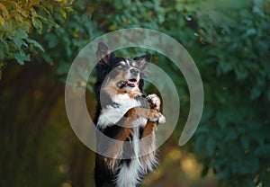 Happy dog. Obedient border collie in the park