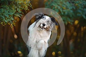 Happy dog. Obedient border collie in the park