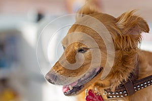 Happy dog outdoor portrait.