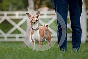 Happy dog with owner on a walk