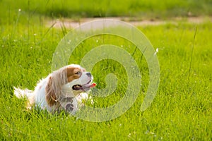 Happy dog in a park