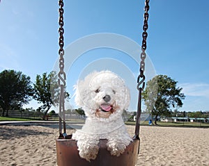 Happy Dog On Park Swing