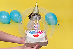 happy dog in party hat celebrating birthday, unrecognizable female owner holding b-day cake in hand greeting pet, isolated on