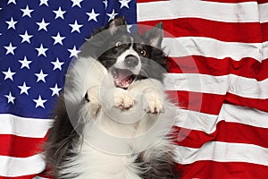 Happy dog playing on American flag