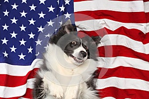 Happy dog playing on American flag