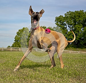 Happy dog playing ball