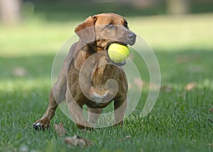 Happy dog playing with ball