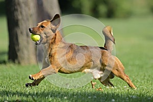 Happy dog playing with ball