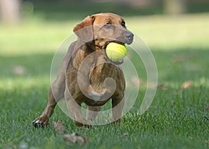 Contento il cane sfera 