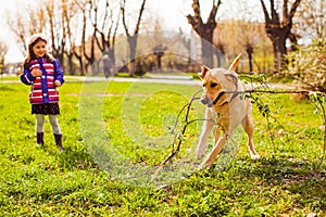 Happy dog playing with branches on spring grass