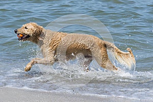 Happy dog playing fetch with ball in water