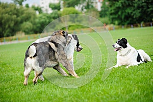 Happy dog playing on a green grass