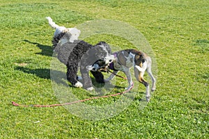 Happy dog playing on green lawn in the garden