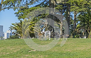 Happy dog playing on green lawn in the garden