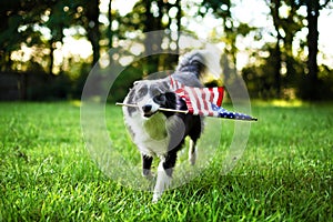 Happy dog playing outside with American flag