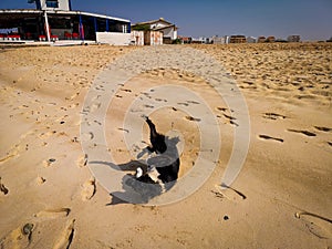 Happy dog playing on the sand