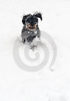 Happy dog playing in the snow