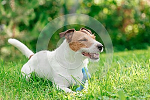 Happy dog playing with toy bone on green grass lawn