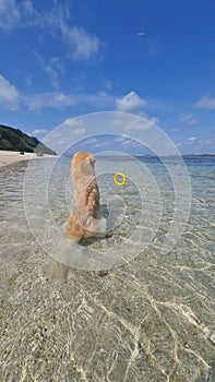 Happy Dog, playing in the water on the beach