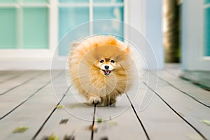 Happy Dog, Pomeranian, Running Forward or Toward the Owner