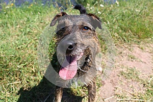 Happy dog portrait