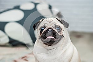 Happy dog. Portrait of a pug. Pleased muzzle. Happy pug. Dog smile. A dog with his tongue hanging out. A dog in the apartment.