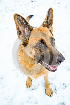 Happy dog possing funny face with smile