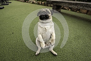 Happy Dog Pug Breed sitting and relax on green grass fields in background