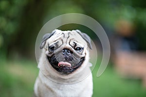 Happy dog pug breed smile