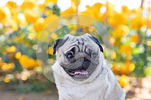 Happy Dog Pug Breed smile and with flowers fields in background