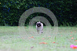 Happy dog pug breed smile with funny face