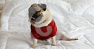 Happy dog pug breed smile and lying in bedroom