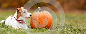 Happy dog with a pumpkin in autumn, halloween, thanksgiving or fall banner