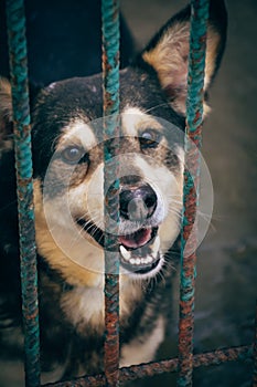 Happy dog puppy in animal shelter