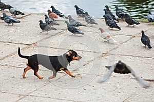 Happy dog puppy chasing pigeons freedom run ears funny domestic animals