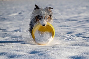 Happy dog puppy fetching flying disk in a deep snow in a freezing sunny day