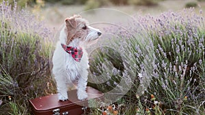 Happy dog puppy listening in the lavender flower field, pet travel, vacation or holiday in summer