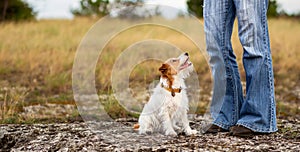 Happy dog puppy looking at her trainer owner, pet obedience training banner