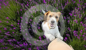 Happy dog puppy looking to her owner in the lavender flower field in summer