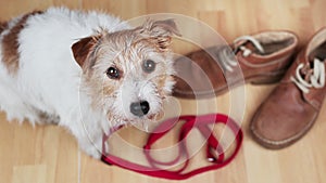 Happy dog puppy looking and waiting for a walk with a leash and her owner\'s shoes