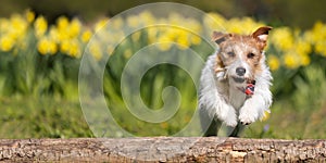 Happy dog puppy running, spring or summer banner, background
