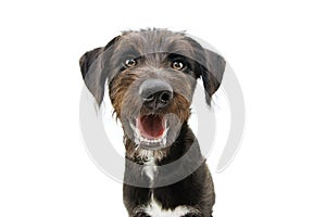 Happy dog puppy smiling or grinning. Isolated on white background