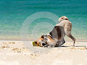 Happy dog put it head on sand beach with the beautiful sea background. Black and white funny dog playing on beach at sea in summer