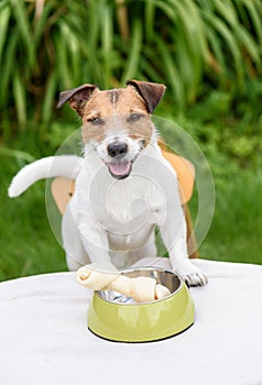 Happy dog with rawhide bone in doggy bowl on table