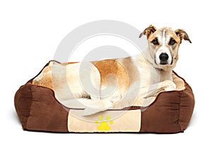 Happy dog is resting white background