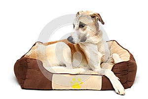 Happy dog is resting white background